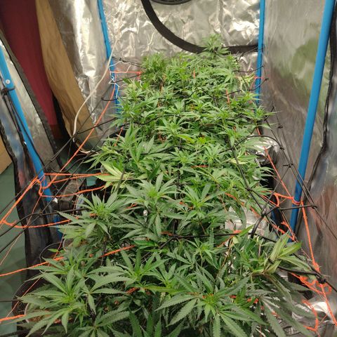 Black Jack growlog timeline photo