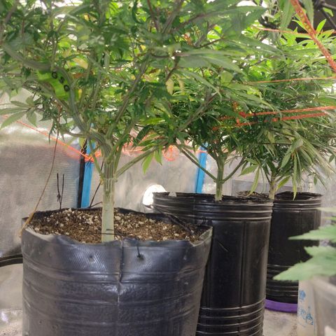 Black Jack growlog timeline photo