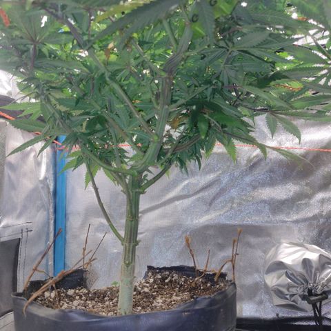 Black Jack growlog timeline photo