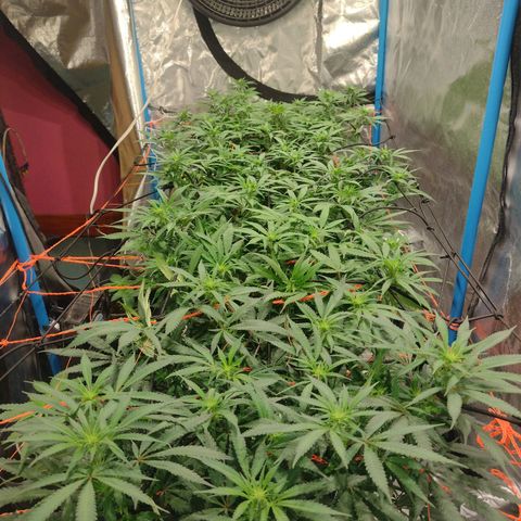 Black Jack growlog timeline photo