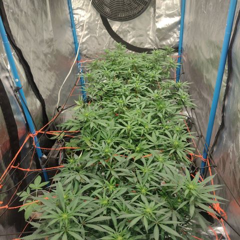 Black Jack growlog timeline photo