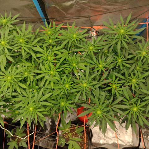 Black Jack growlog timeline photo