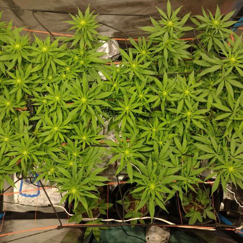 Black Jack growlog timeline photo