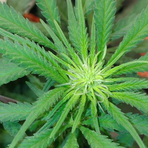 Black Jack growlog timeline photo