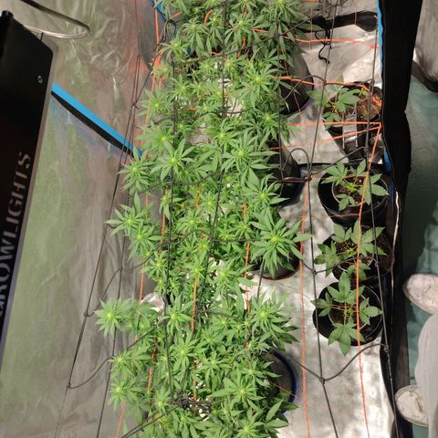 Black Jack growlog timeline photo