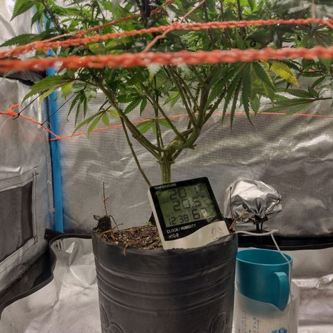 Black Jack growlog timeline photo