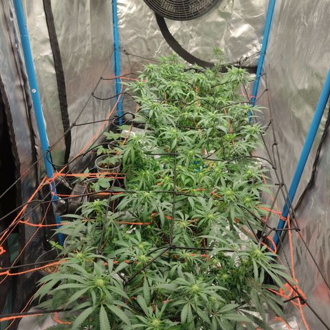 Black Jack growlog timeline photo
