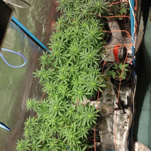 Black Jack growlog timeline photo