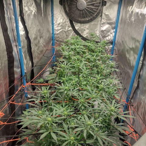 Black Jack growlog timeline photo