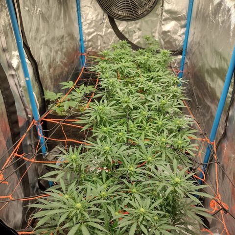 Black Jack growlog timeline photo