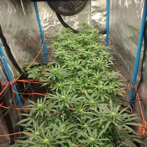 Black Jack growlog timeline photo