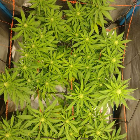 Black Jack growlog timeline photo