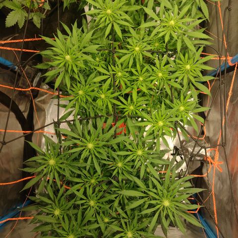 Black Jack growlog timeline photo