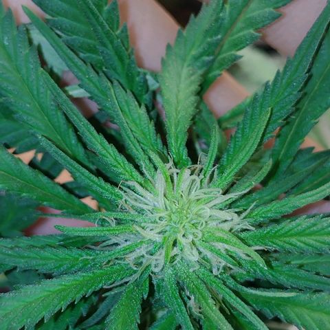 Black Jack growlog timeline photo