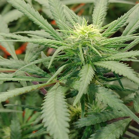 Black Jack growlog timeline photo