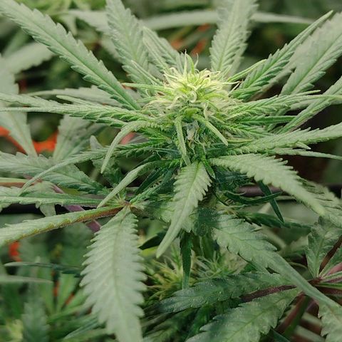 Black Jack growlog timeline photo