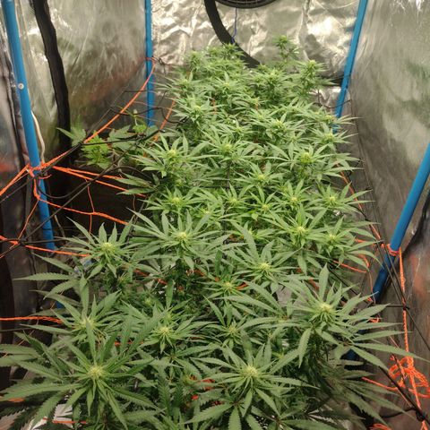 Black Jack growlog timeline photo