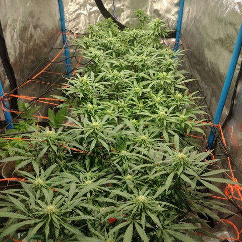 Black Jack growlog timeline photo