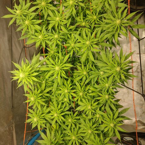 Black Jack growlog timeline photo