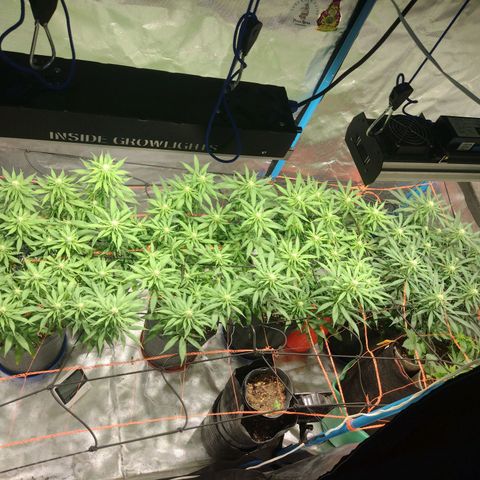 Black Jack growlog timeline photo
