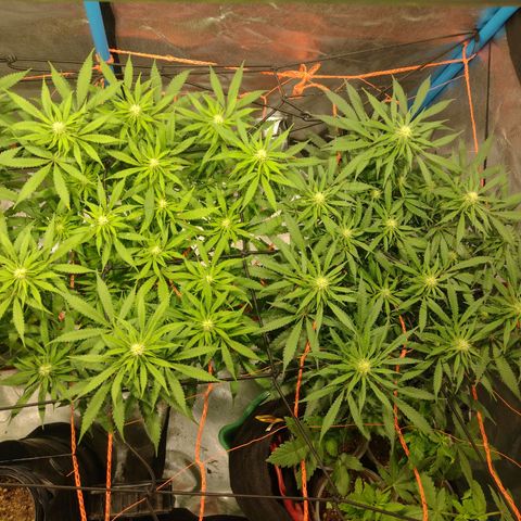 Black Jack growlog timeline photo