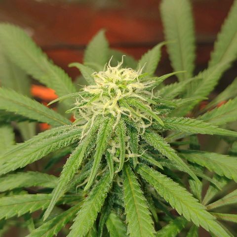 Black Jack growlog timeline photo