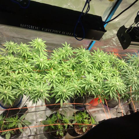 Black Jack growlog timeline photo