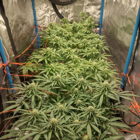 Black Jack growlog timeline photo