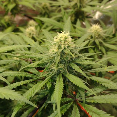 Black Jack growlog timeline photo