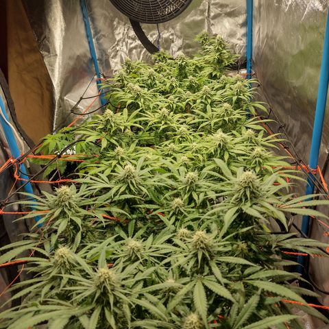 Black Jack growlog timeline photo