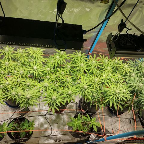 Black Jack growlog timeline photo