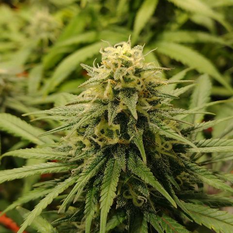 Black Jack growlog timeline photo