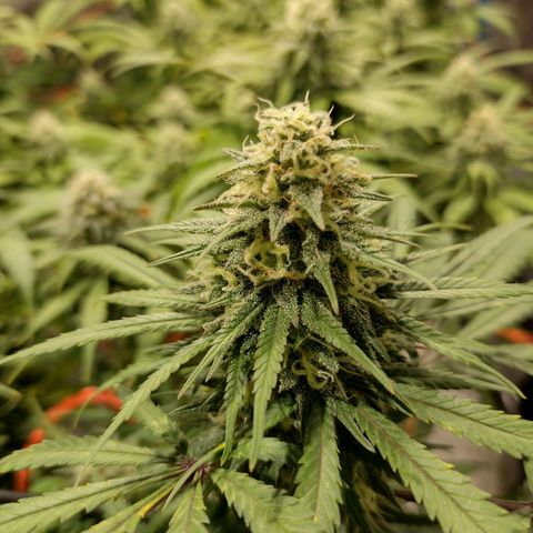 Black Jack growlog timeline photo