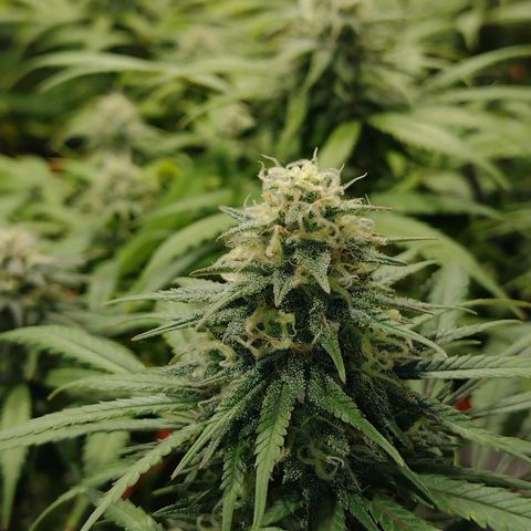 Black Jack growlog timeline photo