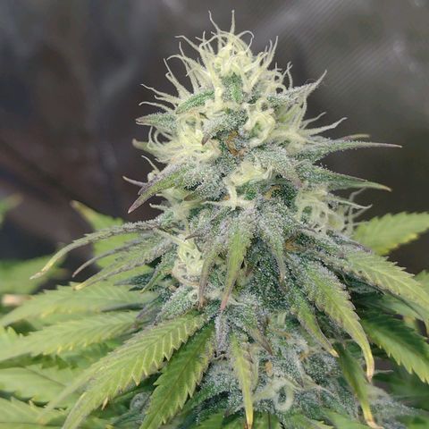 Black Jack growlog timeline photo