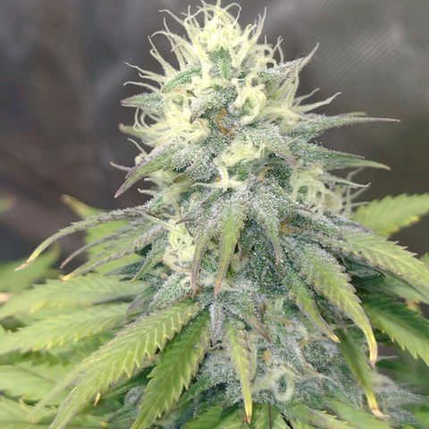 Black Jack growlog timeline photo