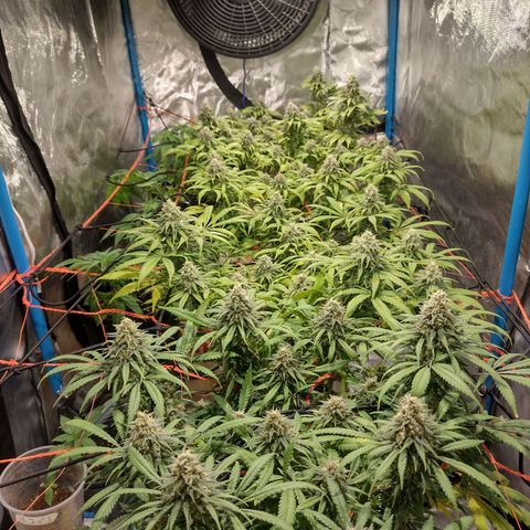 Black Jack growlog timeline photo