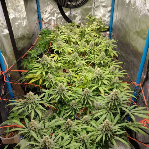 Black Jack growlog timeline photo