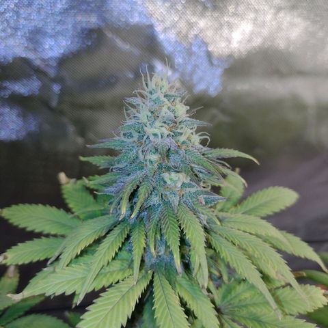 Black Jack growlog timeline photo