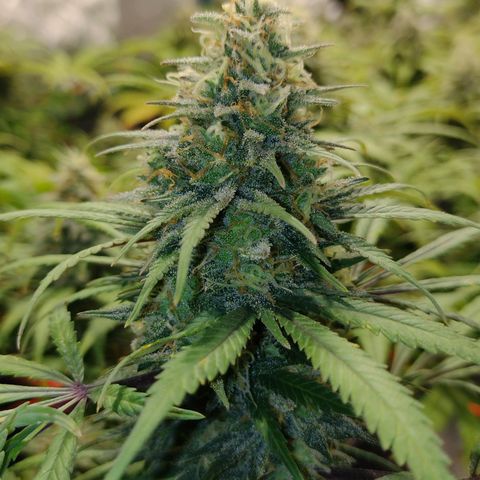 Black Jack growlog timeline photo