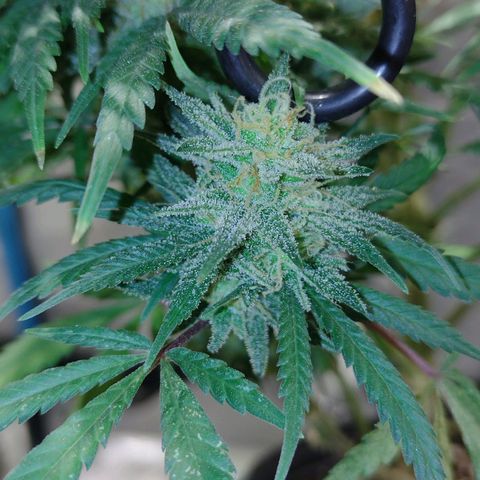 Black Jack growlog timeline photo