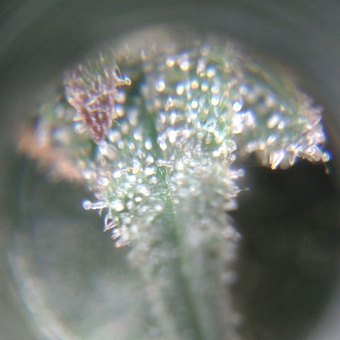 Black Jack growlog timeline photo