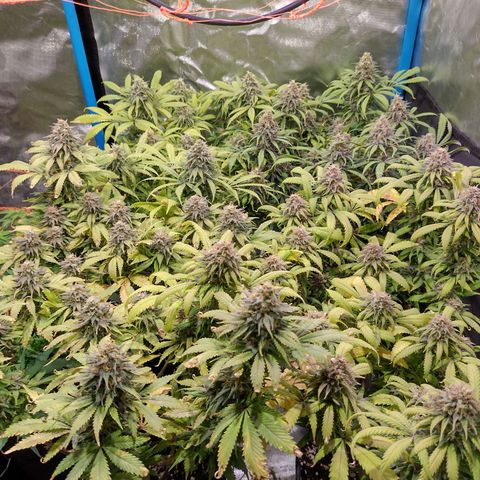 Black Jack growlog timeline photo