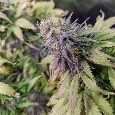 Black Jack growlog timeline photo