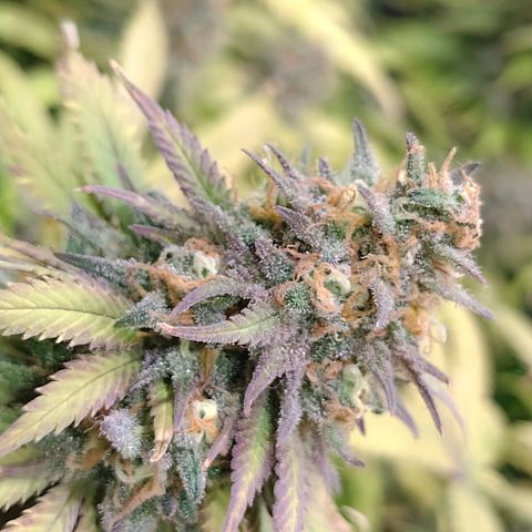 Black Jack growlog timeline photo