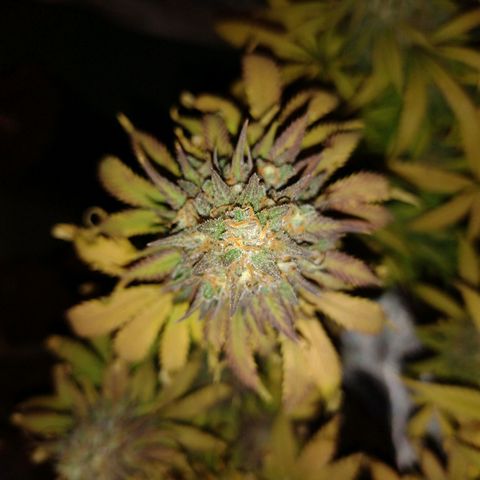 Black Jack growlog timeline photo