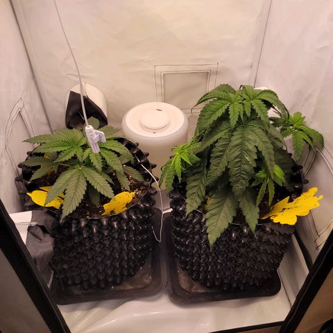 Royal Skywalker  growlog timeline photo
