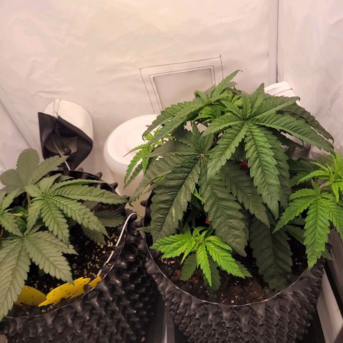 Royal Skywalker  growlog timeline photo