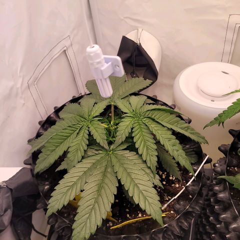 Royal Skywalker  growlog timeline photo
