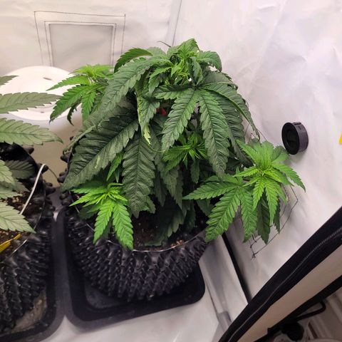 Royal Skywalker  growlog timeline photo